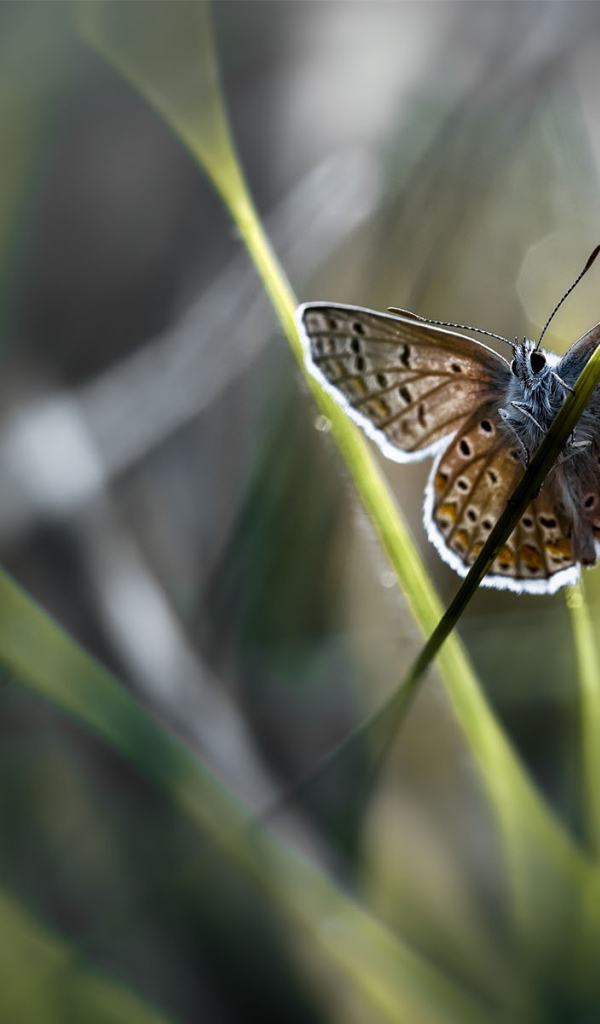 Бабочка на стебле