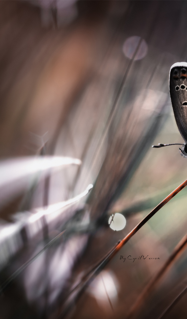 Бабочка на стебле