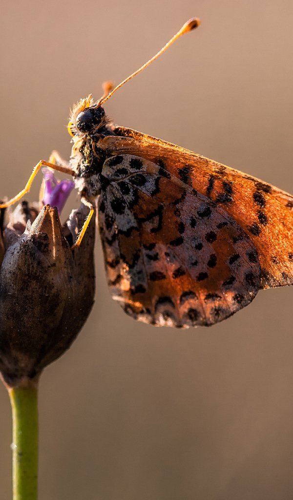 Бабочка на бутоне цветка