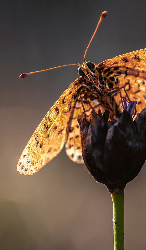 Бабочка на стебле цветка