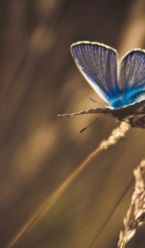 Бабочка на траве