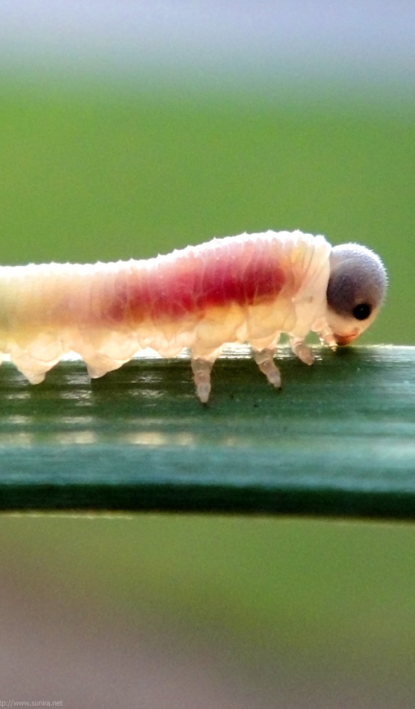 Гусеница на листке