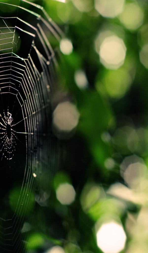 Паутина на зеленой природе