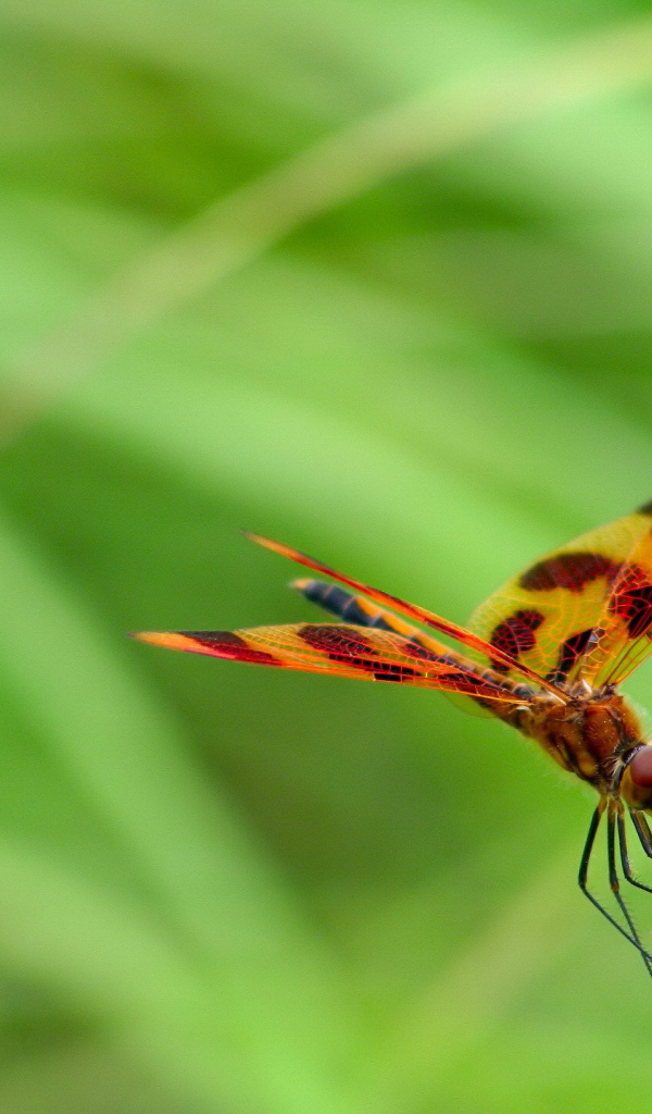 Цветная стрекоза