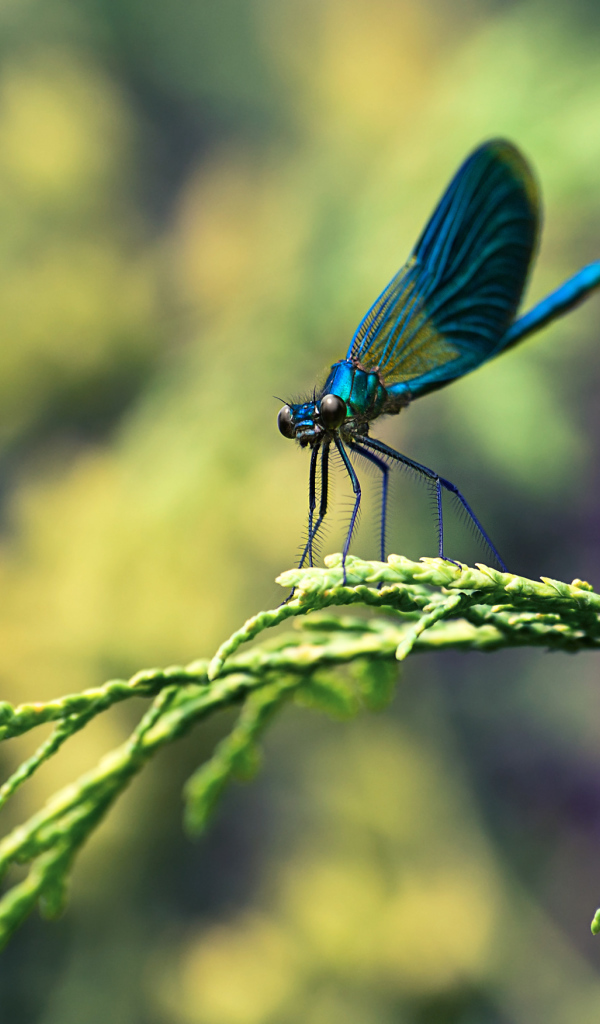 Стрекоза на ветке