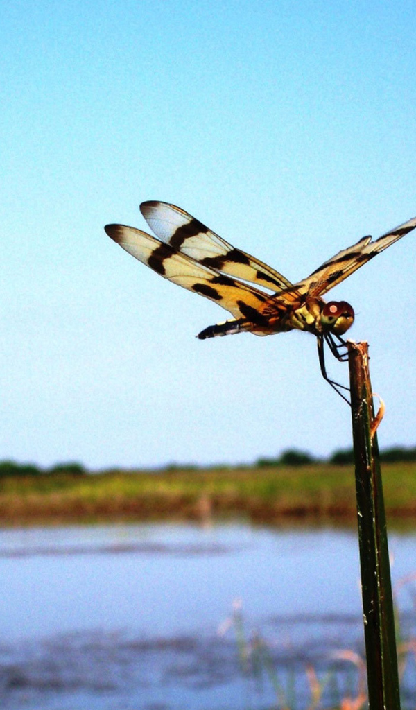 Стрекоза на палке