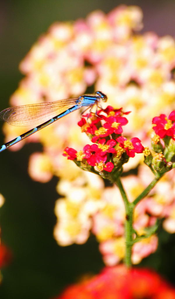 Стрекоза на цветке