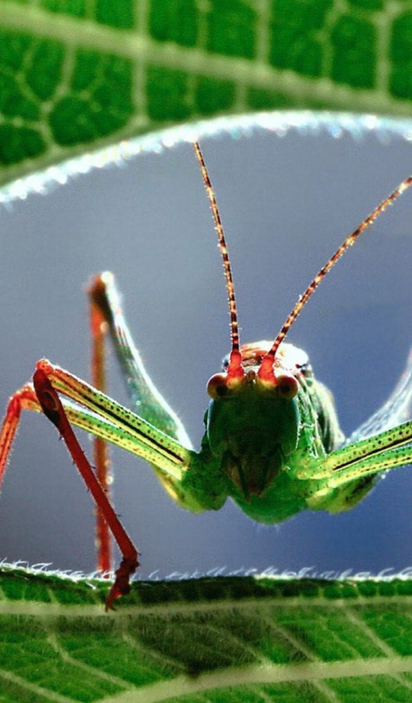 Кузнечик на листе