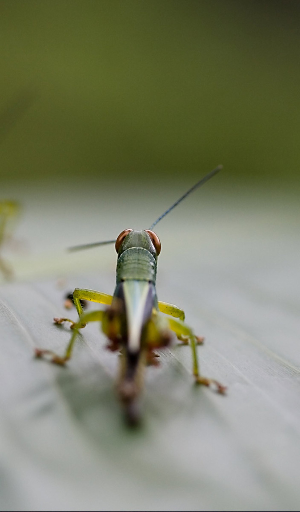 Саранча на листке