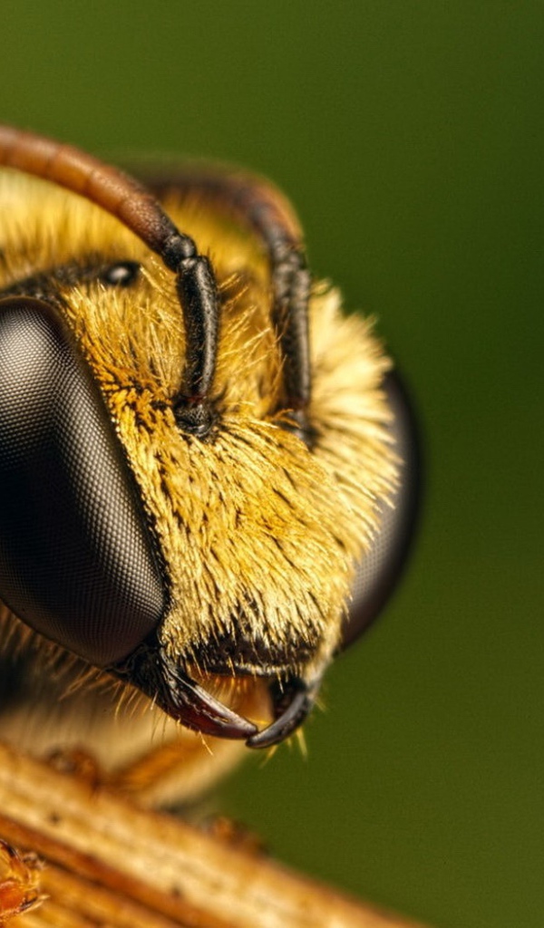 Голова пчелы