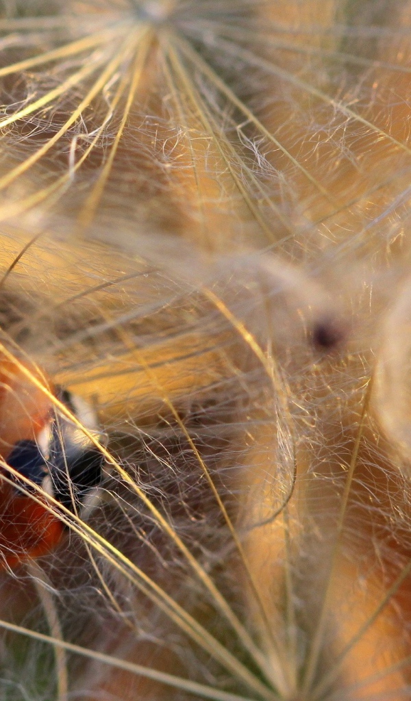 Божья коровка в паутине