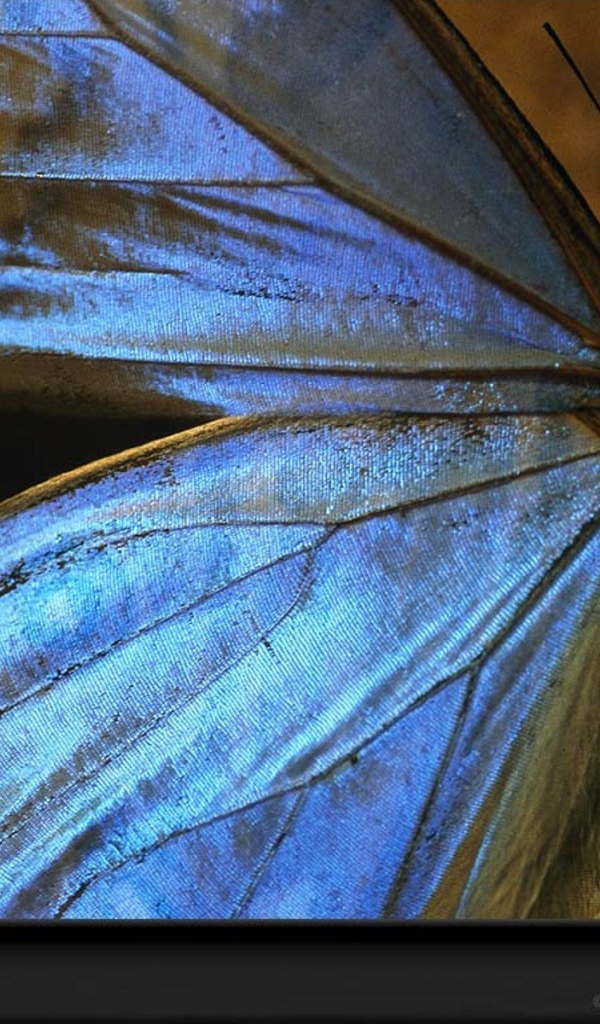 Большая голубая бабочка