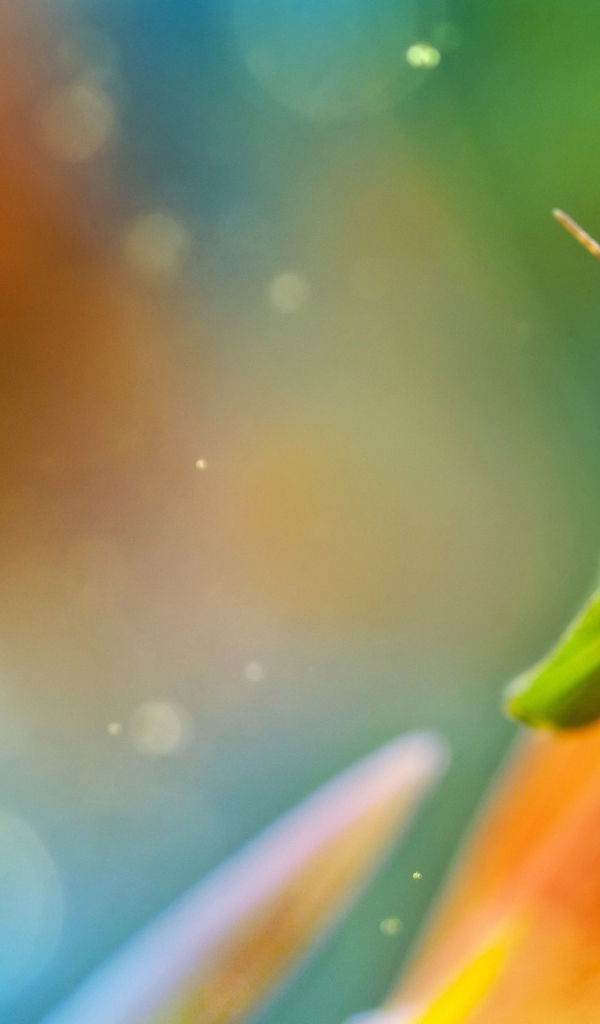 Саранча ест лист