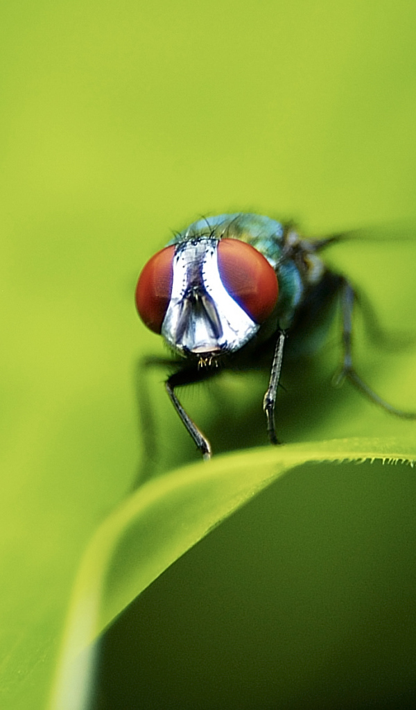 Портрет мухи