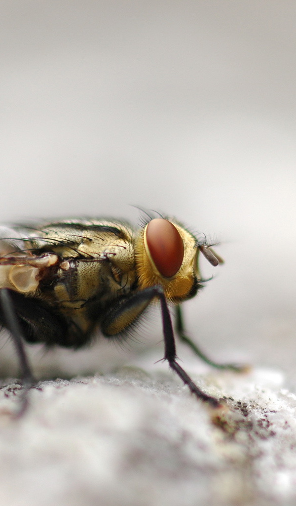 Портрет мухи крупным планом