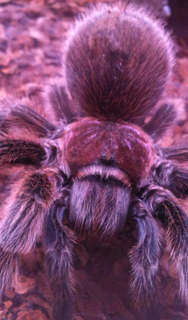 Паук тарантул