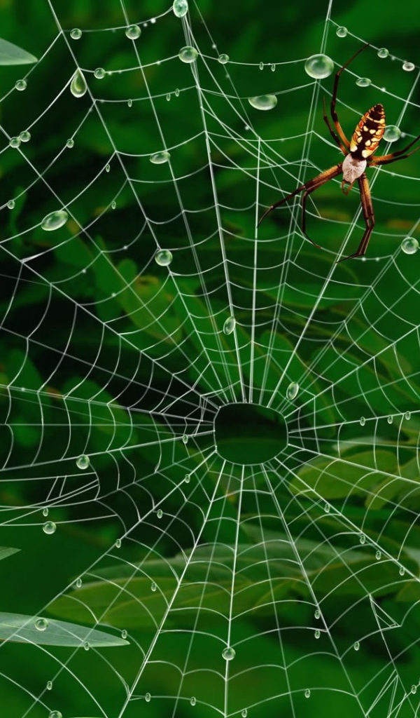 Паутина с каплями воды