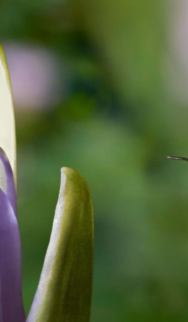 Пчела летит к цветку
