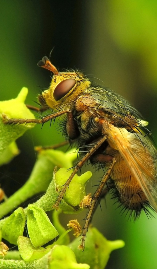 Муха на цветке