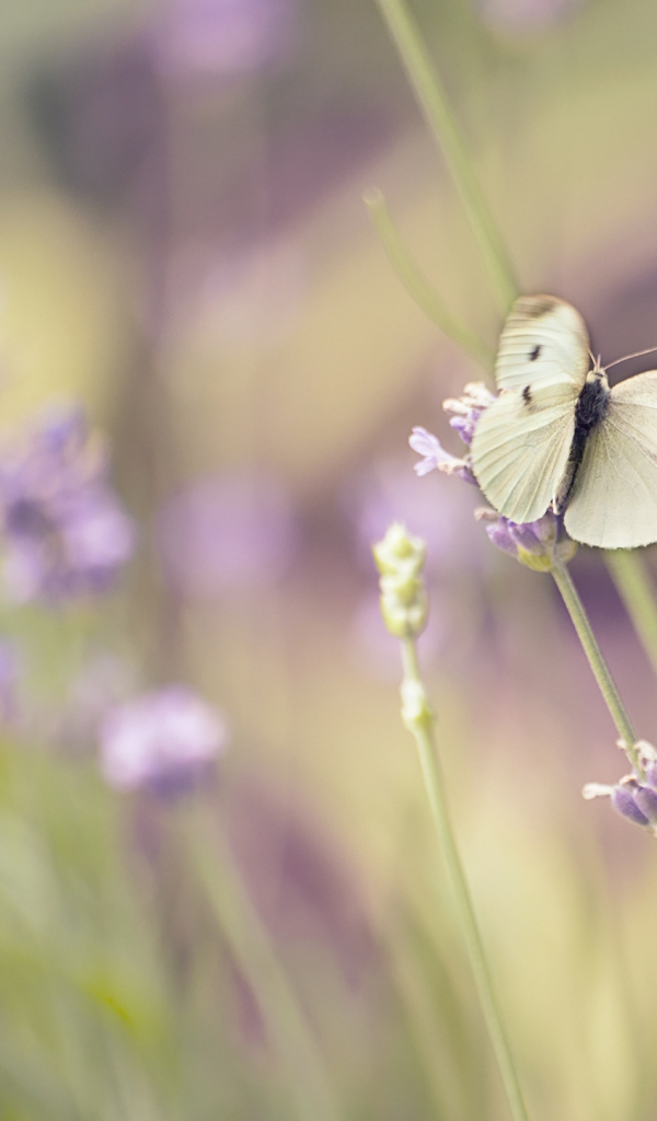 Белая бабочка