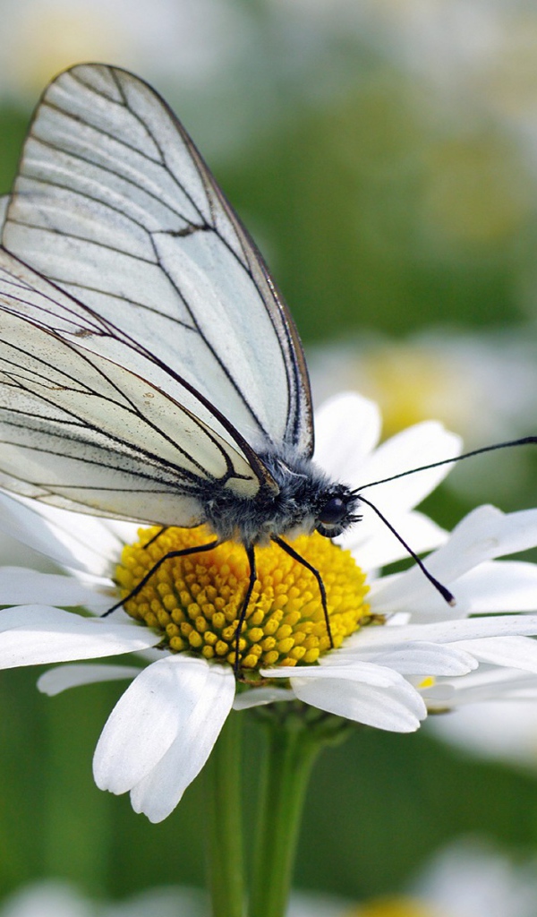 Белая бабочка на ромашке