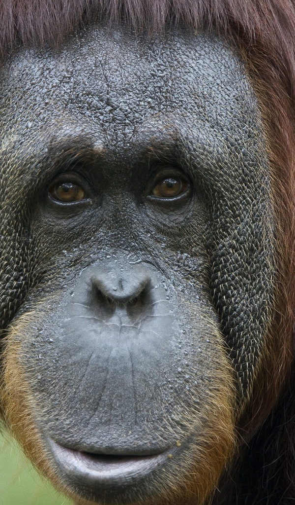 Портрет на память