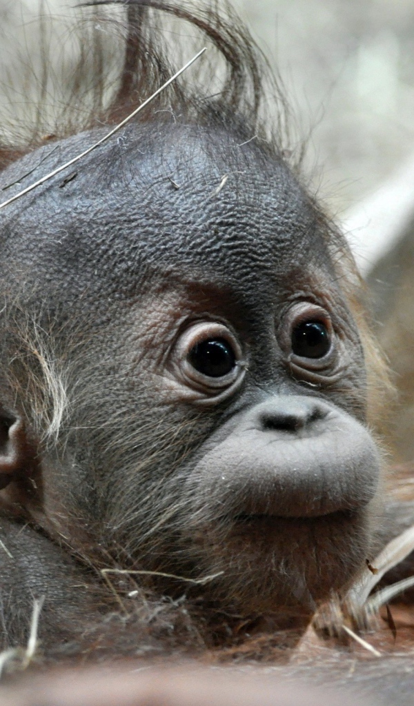 Детеныш обезьяны