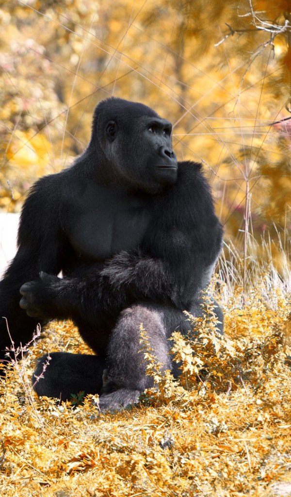 Горилла позирует фотографу