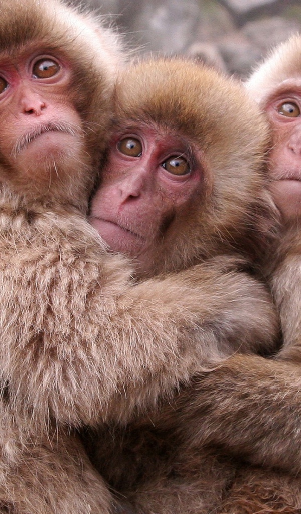 Японские макаки