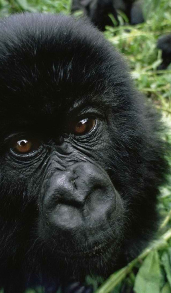 Взгляд детеныша гориллы