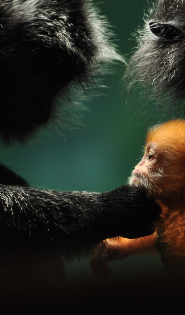 Обезьянья семья