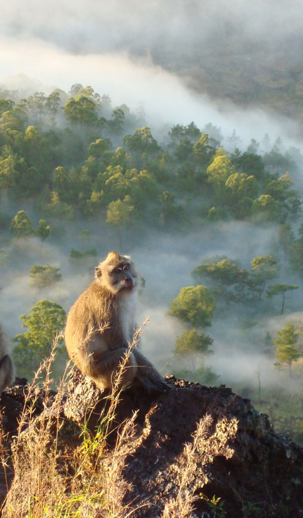 Обезьяны сидят на скале