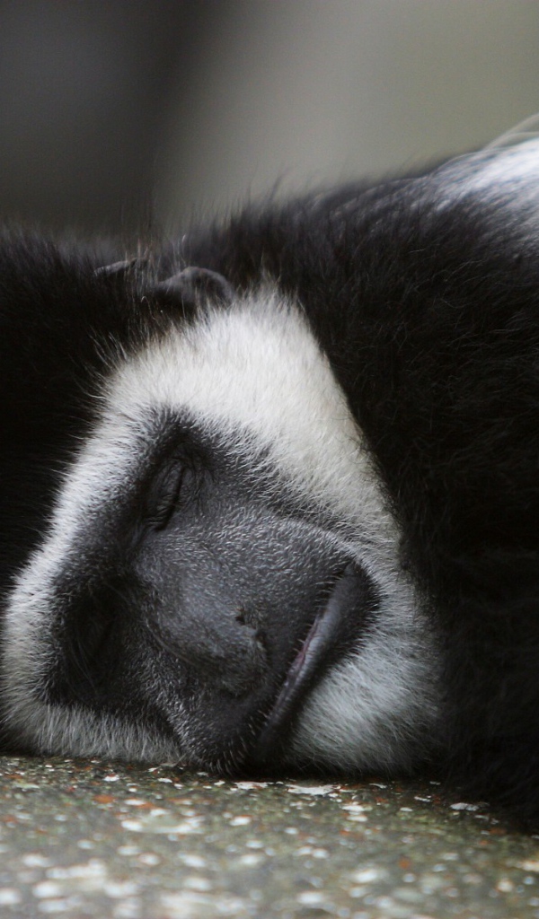 Обезьяна спит