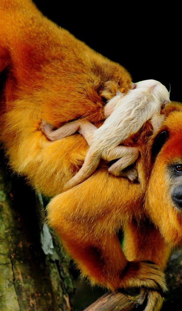 Обезьяна с детенышем на спине