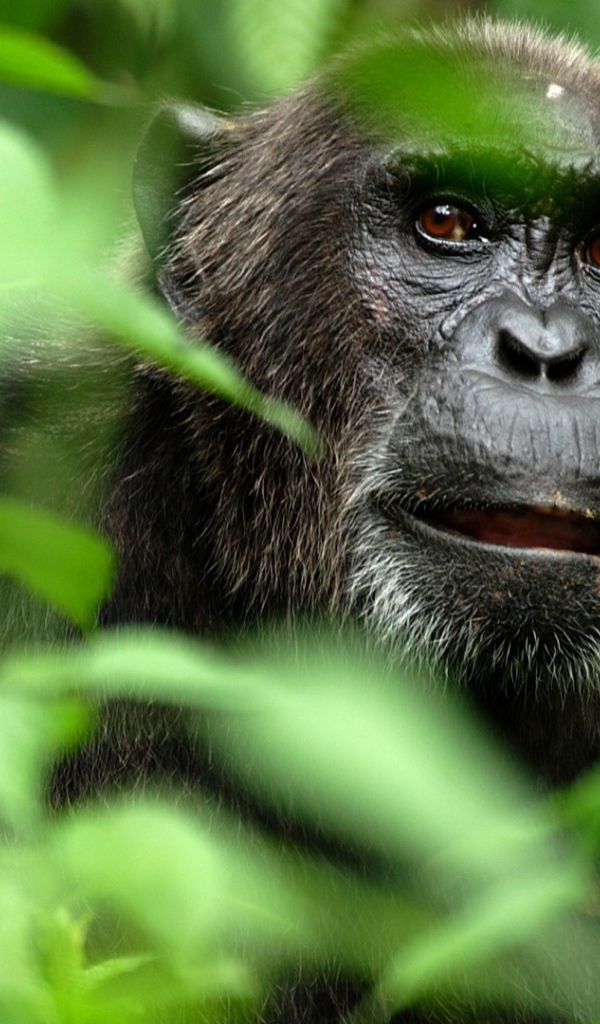 Портрет гориллы