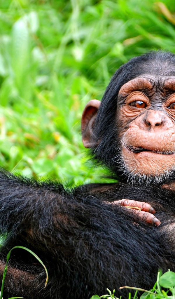 Детеныш обезьяны