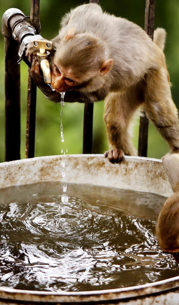 Обезьяны пьют воду и купаются