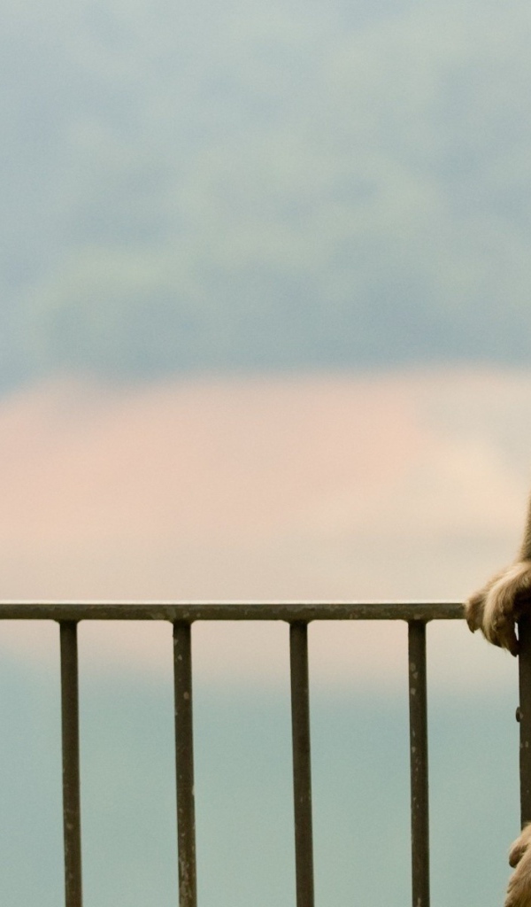 Обезьяна сидит на заборе