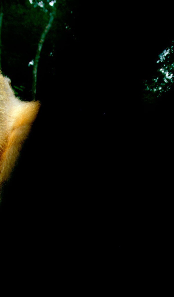 Обезьяна с желтыми глазами