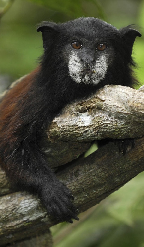 Тамарин в национальном парке Перу