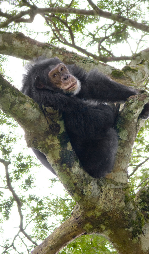 Шимпанзе на дереве