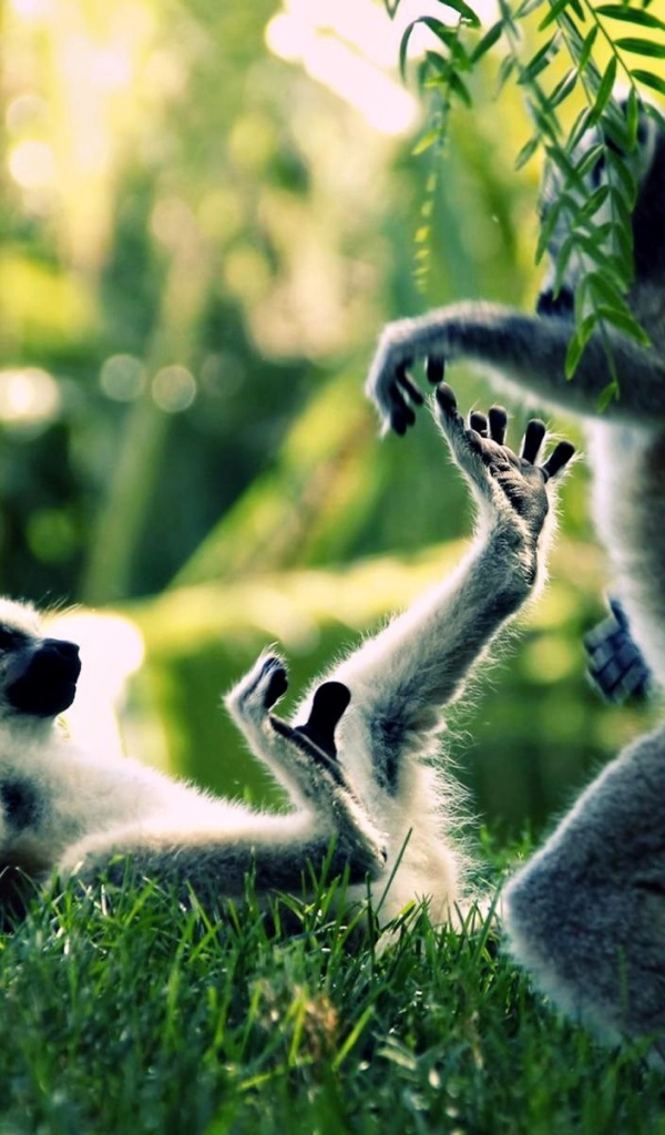 Обезьяны дерутся