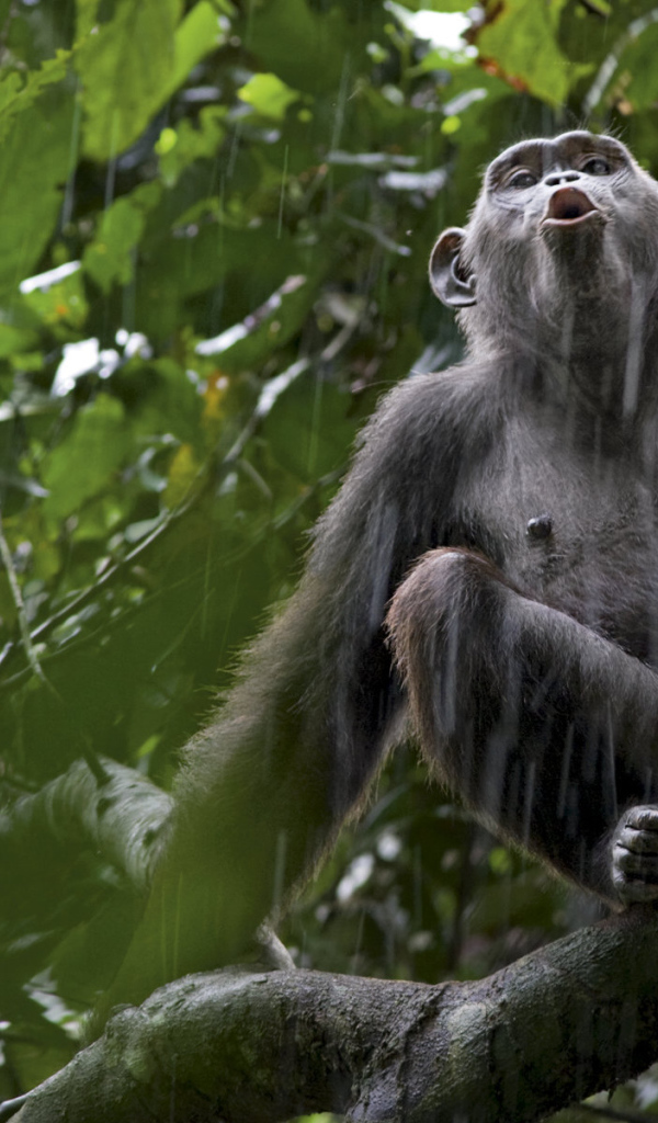 Обезьяна под дождем