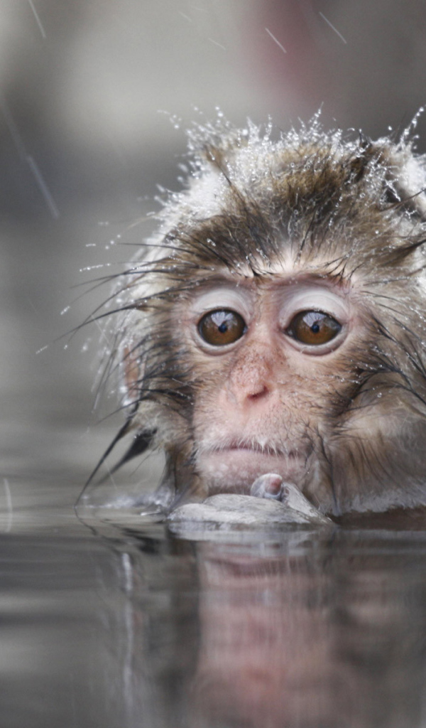 Обезьяна в воде
