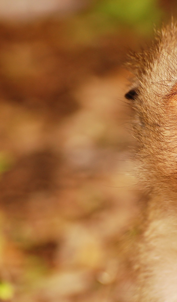 Обезьяна открыла рот