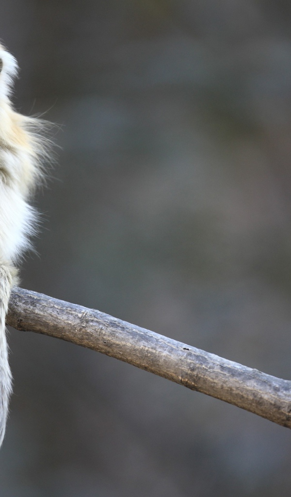 Маленькая обезьянка сидит на ветке