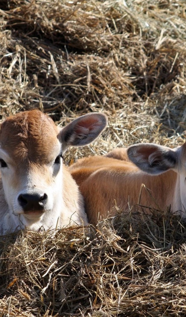 Телята лежат на сене