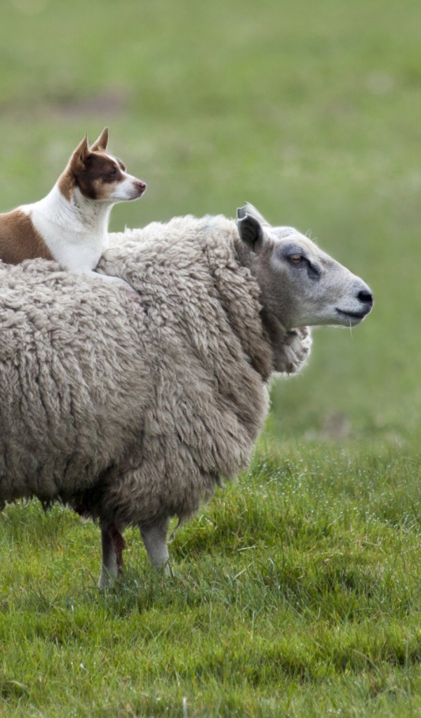 Собака сидит на баране