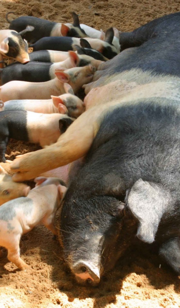 Свинья с поросятами