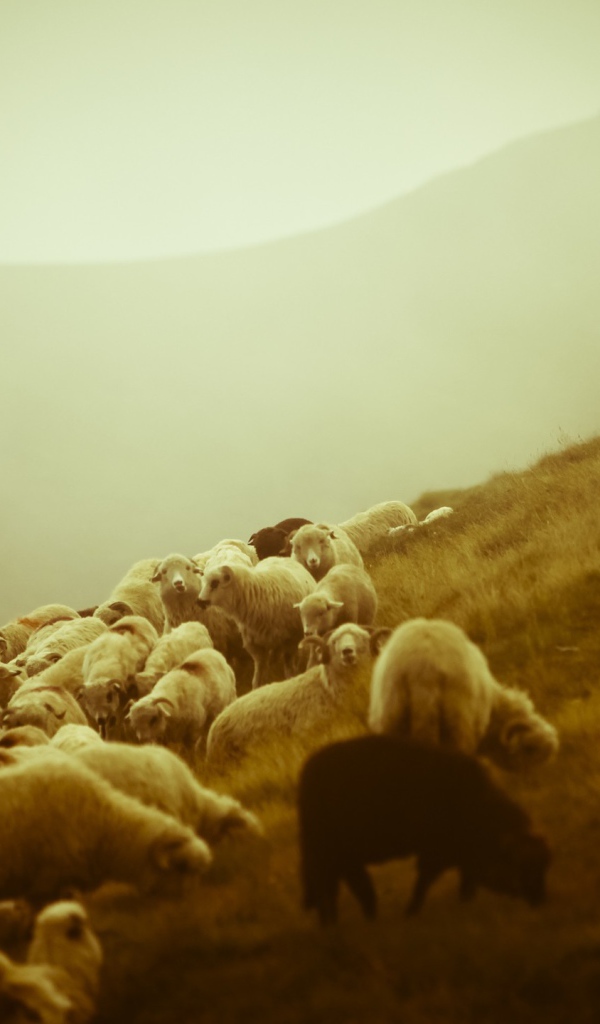 Пастух и отара овец